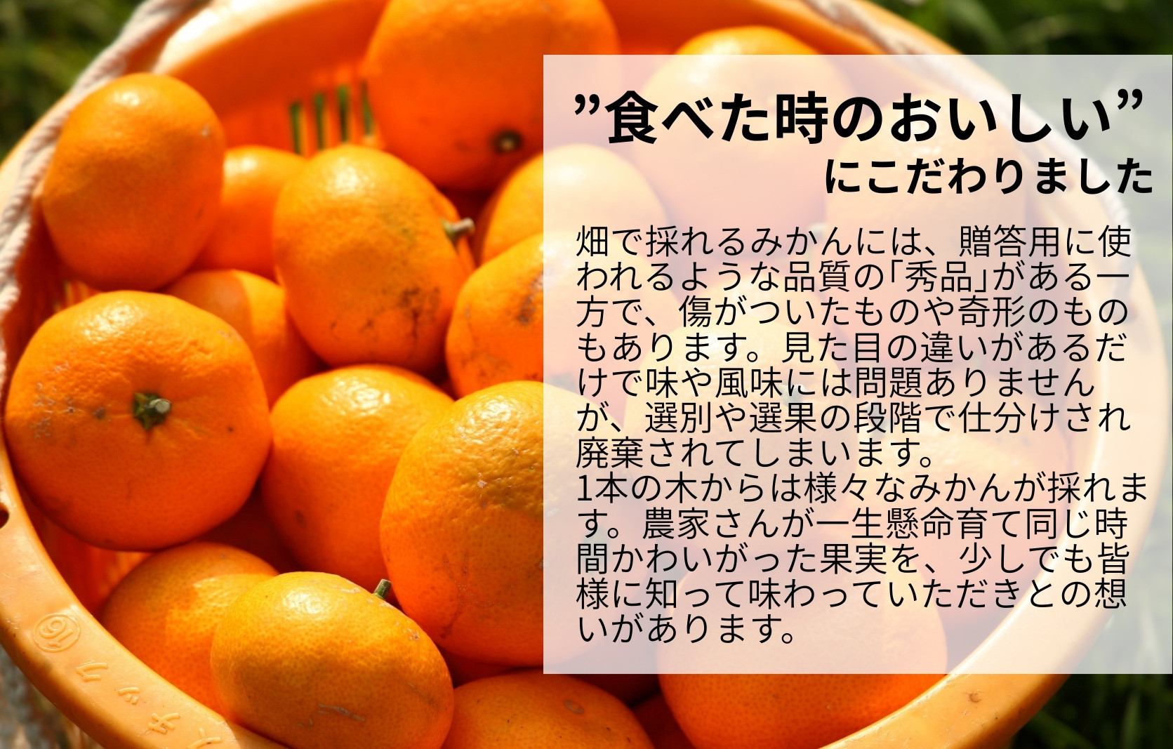 みかん うま採り 箱込約 1kg（内容量0.9kg） 光センサー選別 みかんの会厳選 サイズミックス 和歌山県産 産地直送 【みかんの会】［2025年11月中旬より2026年1月中旬頃順次出荷予定］
