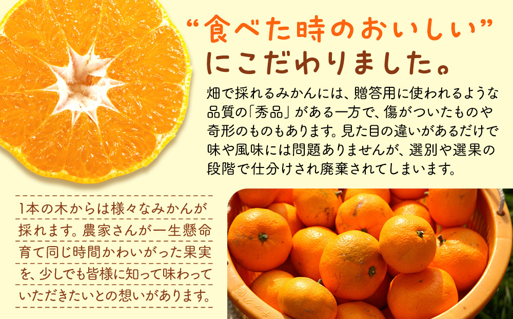 みかん うま採り 箱込約 7.5kg（内容量6.8kg） 光センサー選別 みかんの会厳選 サイズミックス 和歌山県産 産地直送 【みかんの会】［2026年11月中旬より順次出荷予定］