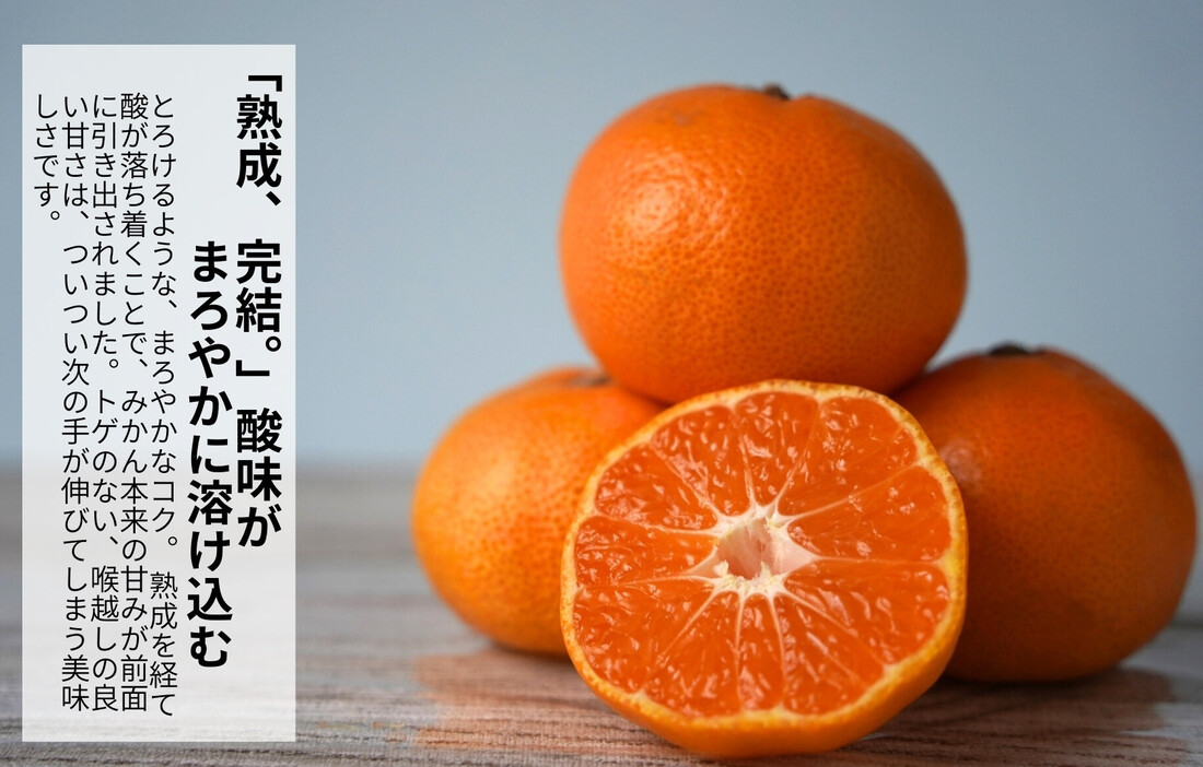 みかん 春待ち 越冬みかん 箱込5kg(内容量4.4kg) 等級／サイズミックス 和歌山県産 産地直送