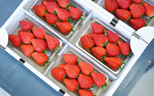 おいしさにこだわった いちご 苺 さちのか 300g × 4パック 合計 1.2kg 2L サイズ 江川農園