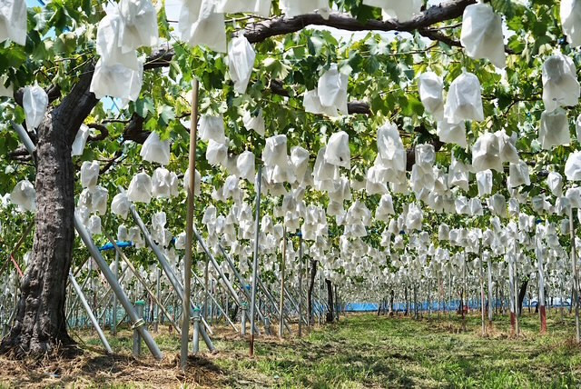 【先行予約】有田巨峰村三木と園のあま～いジューシー！ 種あり 藤稔（ふじみのり）2kg(4〜6房)