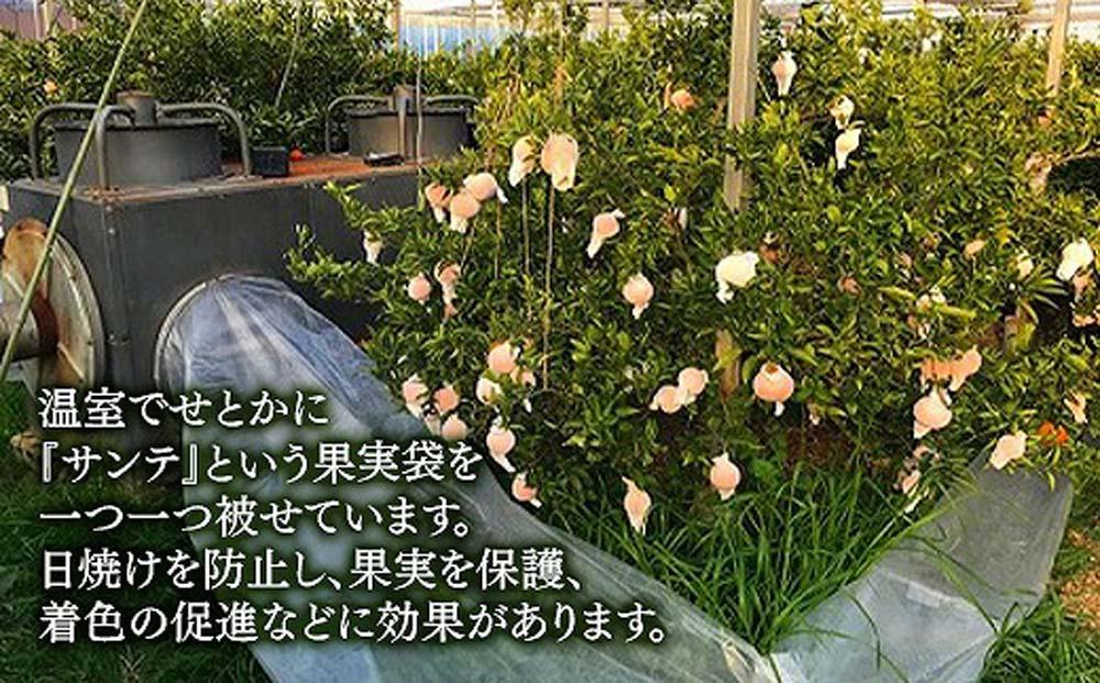 化粧箱 柑橘の大トロ ハウス せとか 厳選 大玉 7玉入