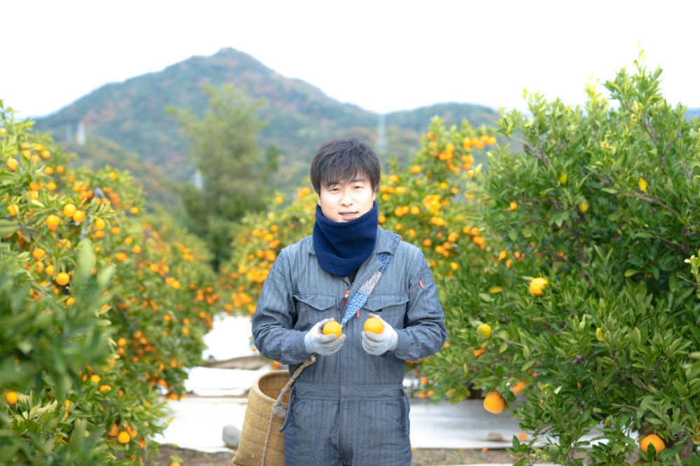 ［2箱セット］ちょっと 傷あり ハーフ 化粧箱 柑橘の大トロ ハウス せとか 4 ～ 8玉入 × 2箱 南泰園