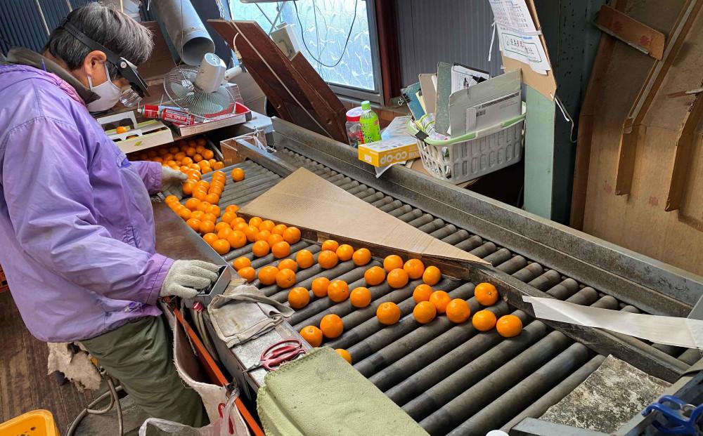 年内発送 完熟早生 有田みかん 特秀 L または M サイズ 5kg 和歌山 南泰園 みかん