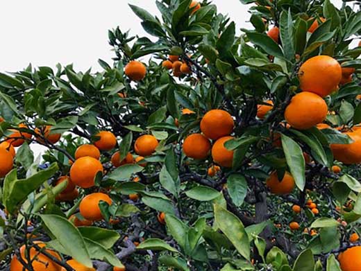 年内発送 完熟早生 有田みかん 化粧箱 特秀 M サイズ 40玉入 和歌山 南泰園 みかん