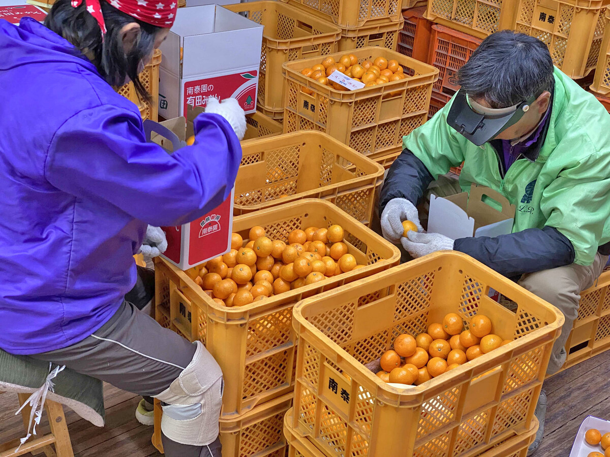 有田みかん 小玉ちゃん 等級混合 2.2kg 小玉2S～4Sサイズ混合 和歌山 南泰園 みかん