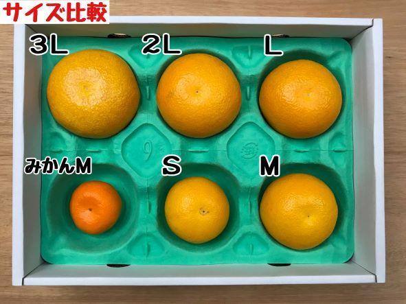 化粧箱 手詰め 有田 はっさく 特秀 小玉 S サイズ × 12玉入 南泰園 みかん