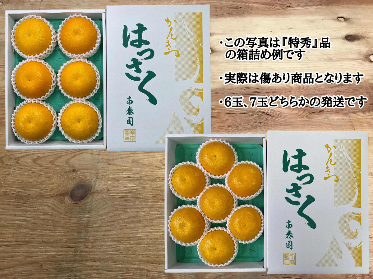 ちょっと 傷あり 4月 まで 木成 完熟 させた 有田 はっさく 大玉 3L × 6玉 または 2L × 7玉 化粧箱 南泰園 みかん