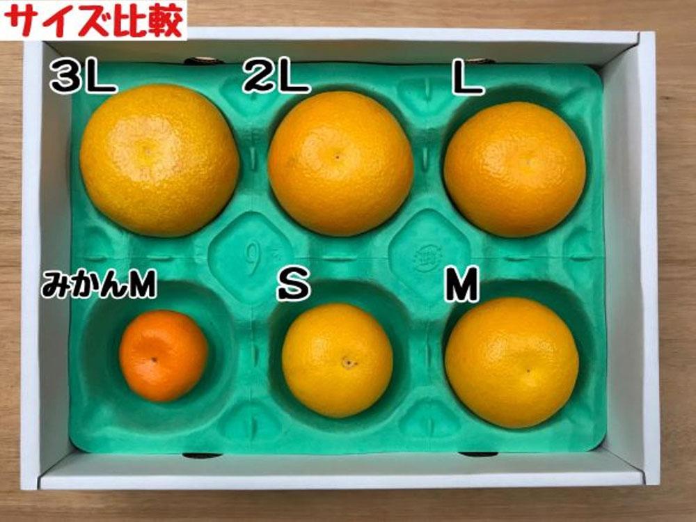 木成完熟 紅はっさく 特秀 大玉 2L × 7玉入 化粧箱 南泰園【2026年4月上旬～発送】