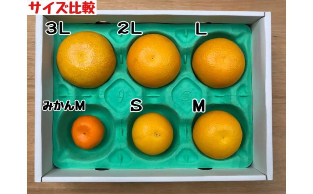 【ムッキー同梱】 ちょっと 傷あり 木成完熟 紅はっさく 2L ～ M ( 4玉 ～ 6玉 ) 手さげ箱 【2026年4月上旬～発送】