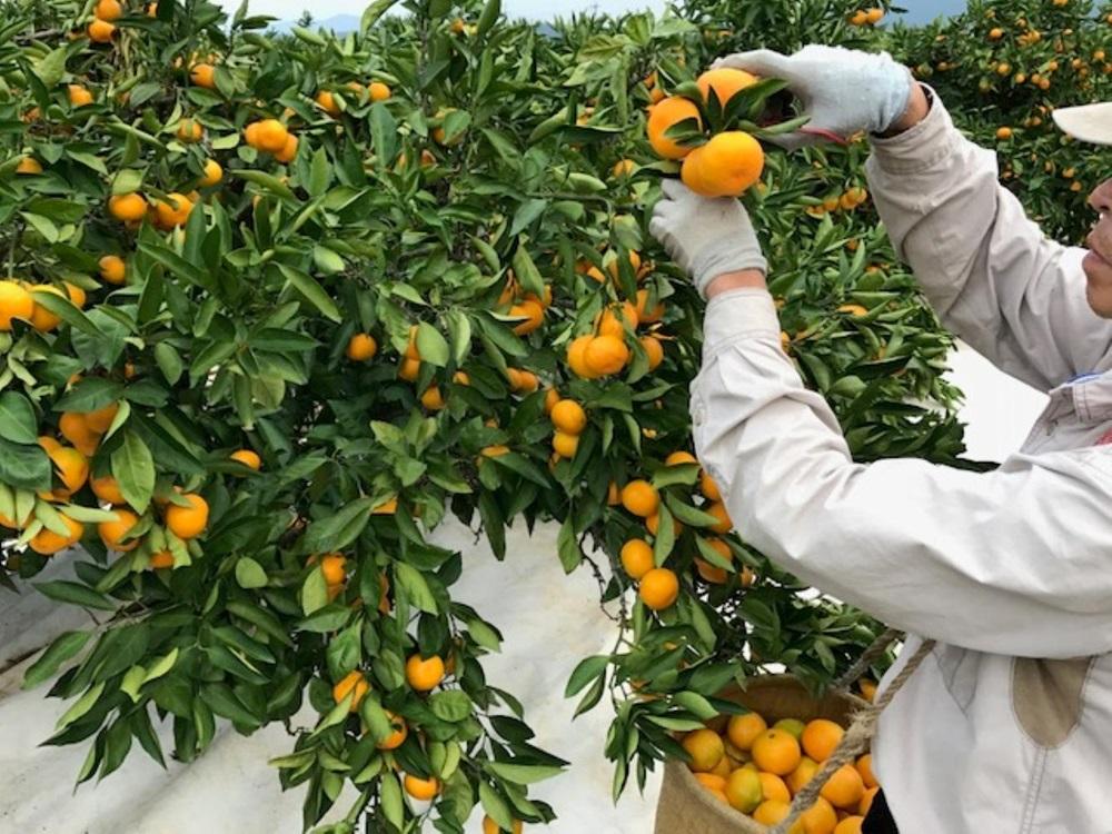 定期便 手さげ箱 セット 極早生 有田みかん ＆ はっさく 全2回 南泰園 みかん