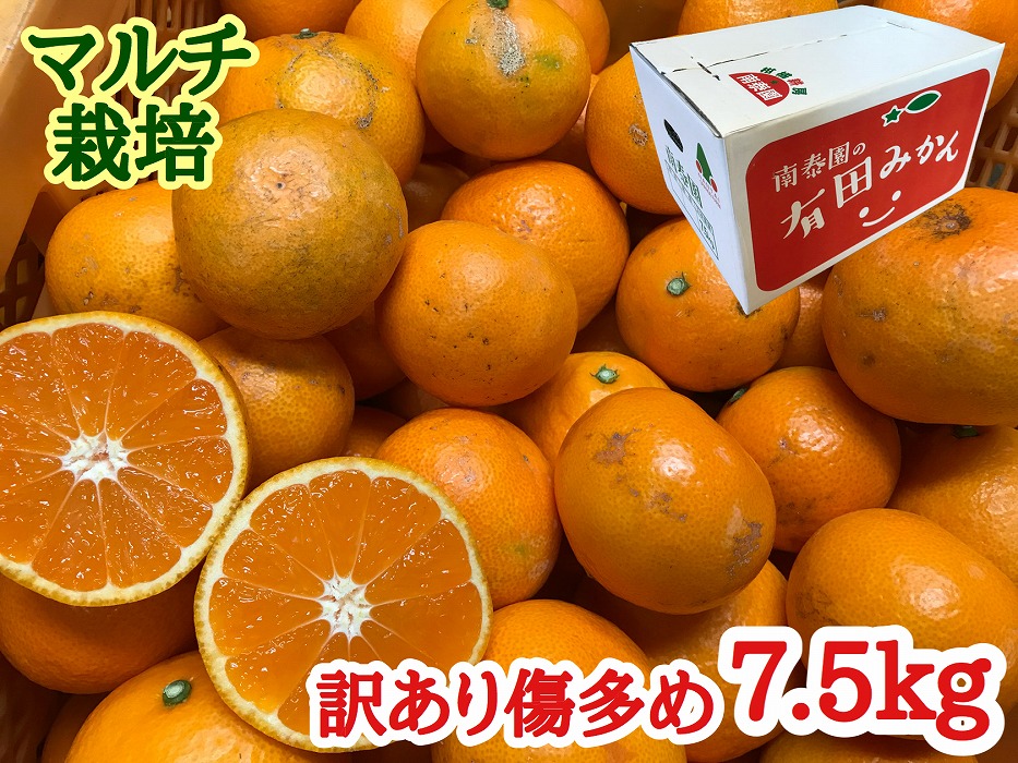 定期便 先行受付 2025年 10月発送スタート 訳あり 傷多め 7.5kg × 3回 コース 有田みかん 食べくらべ 3種 南泰園