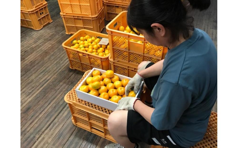 定期便 先行受付 2025年 10月発送スタート 全3回 有田みかん 食べくらべ 3種 化粧小箱 各約 2kg 南泰園