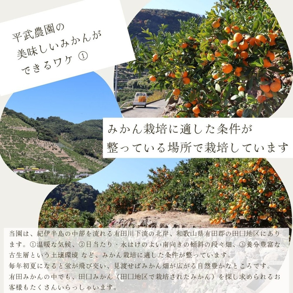 農家直送！なつみオレンジ 10kg 無選別≪秀品・訳あり品・サイズ混合≫【平武農園】～蛍飛ぶ町から旬の便り～