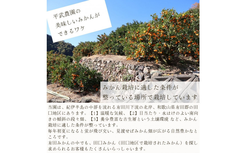 農家直送！きよみオレンジ 3kg 訳あり≪サイズ混合≫［平武農園］～蛍飛ぶ町から旬の便り～［2026年3月下旬から順次発送予定］