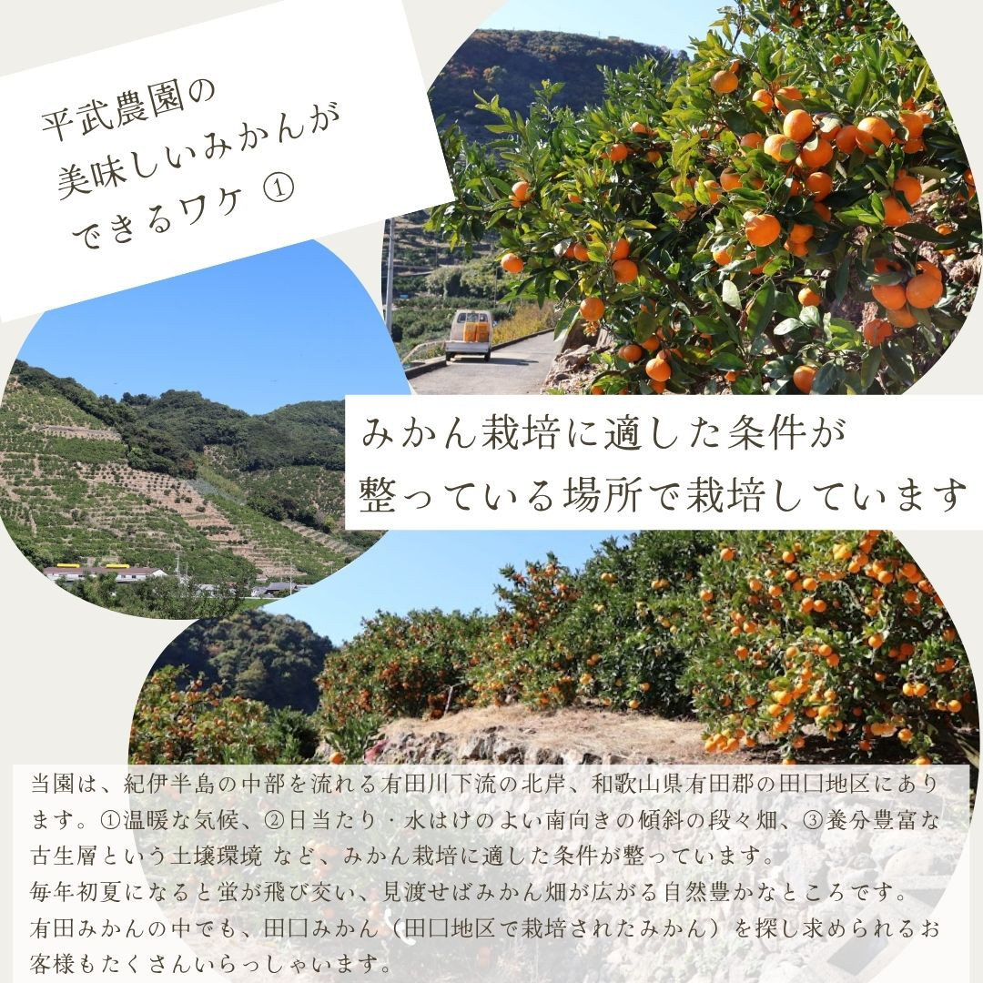 農家直送！有田みかん（10kg Sサイズ 秀品）平武農園　～蛍飛ぶ町から旬の便り～