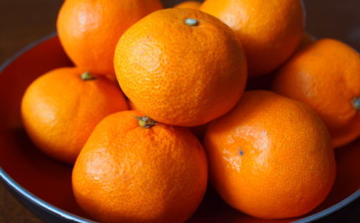 【濃厚・まろやか】有田産樹上越冬完熟みかん5kg（L～2Lサイズ混合・秀品）★2026年1月下旬頃より順次発送