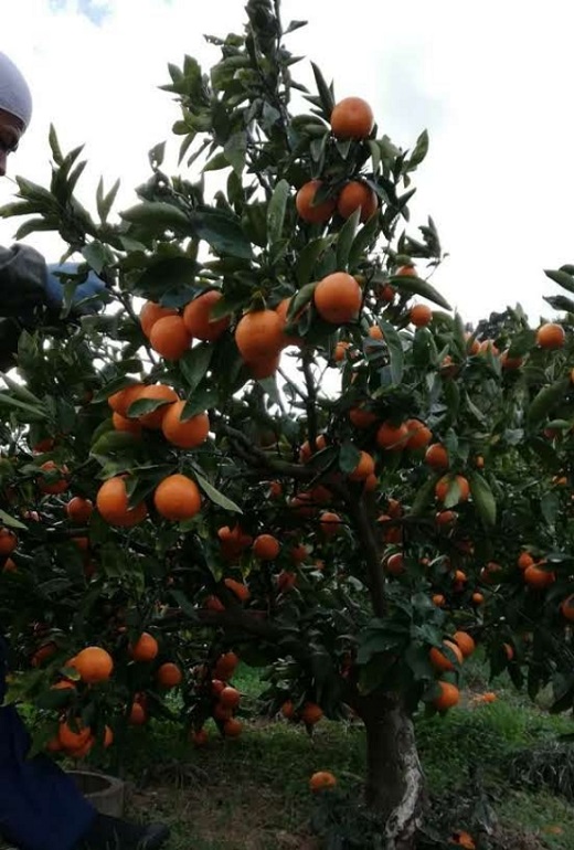 有田みかん  秀品 3kg（箱込み）+痛み保障増量　木成り完熟【贈答用】大ちゃんの畑農園