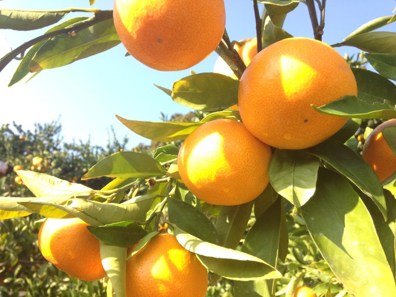 大玉有田みかん 5kg 2L・3Lサイズ