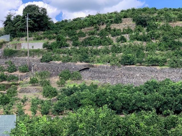 【数量限定】【赤秀特選品】有田みかん 約5kg（SもしくはМサイズ）※サイズ指定不可