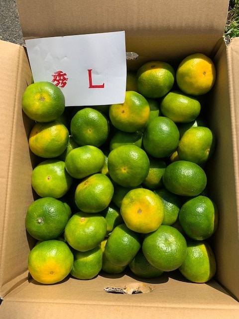 極早生みかん 赤秀品 Lサイズ 5kg