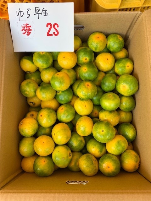 ゆら早生みかん 赤秀品 2Sサイズ 5kg