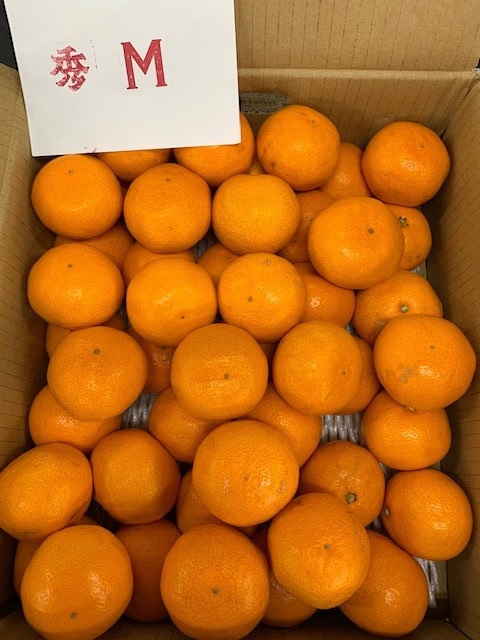 ゆら早生みかん 赤秀品 Мサイズ 5kg