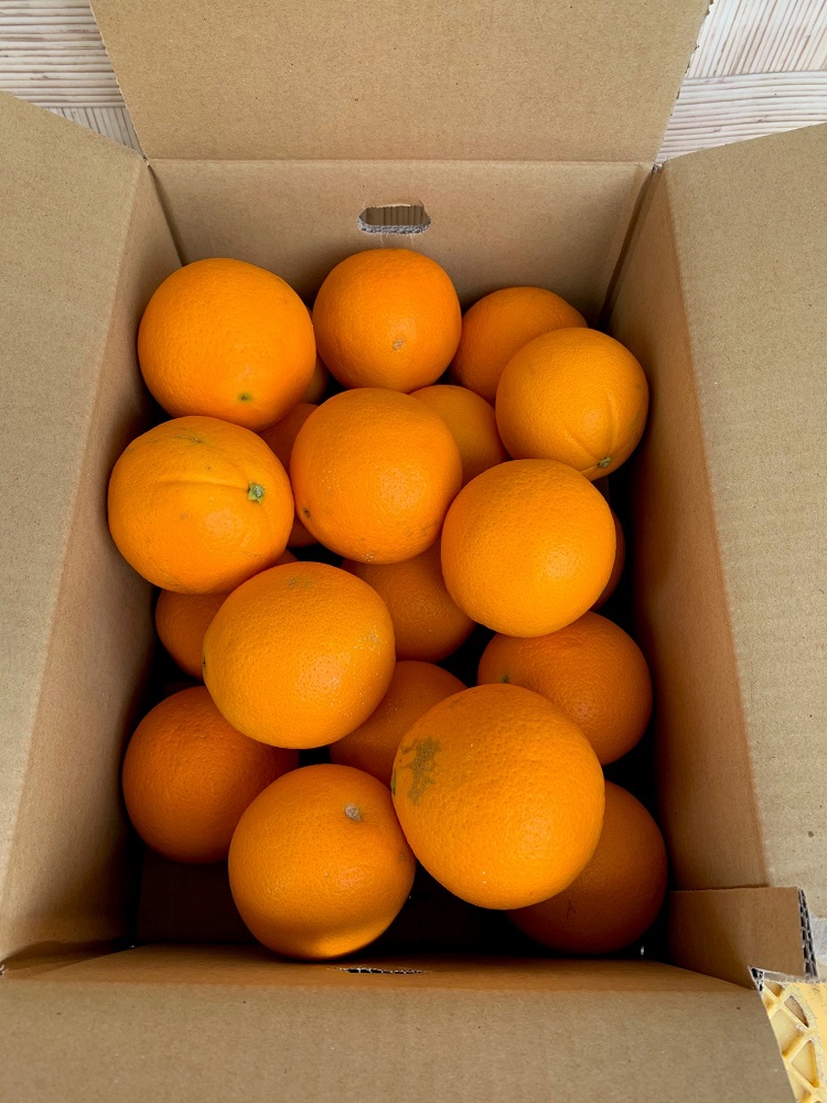 完熟ネーブルオレンジ 赤秀品 5kg（М・L・2L/サイズ指定不可）