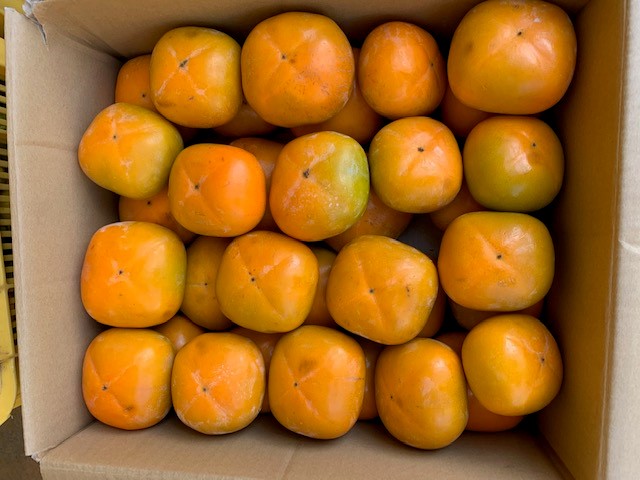 たねなし柿 家庭用 約7kg（サイズミックス）