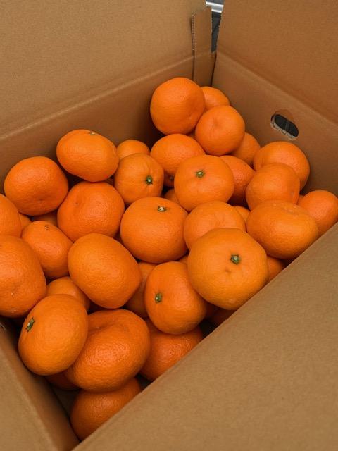 越冬本貯蔵 丹生系みかん（にゅうけい） 約5kg  秀品 2S～L［高糖系］［マルシ農園］