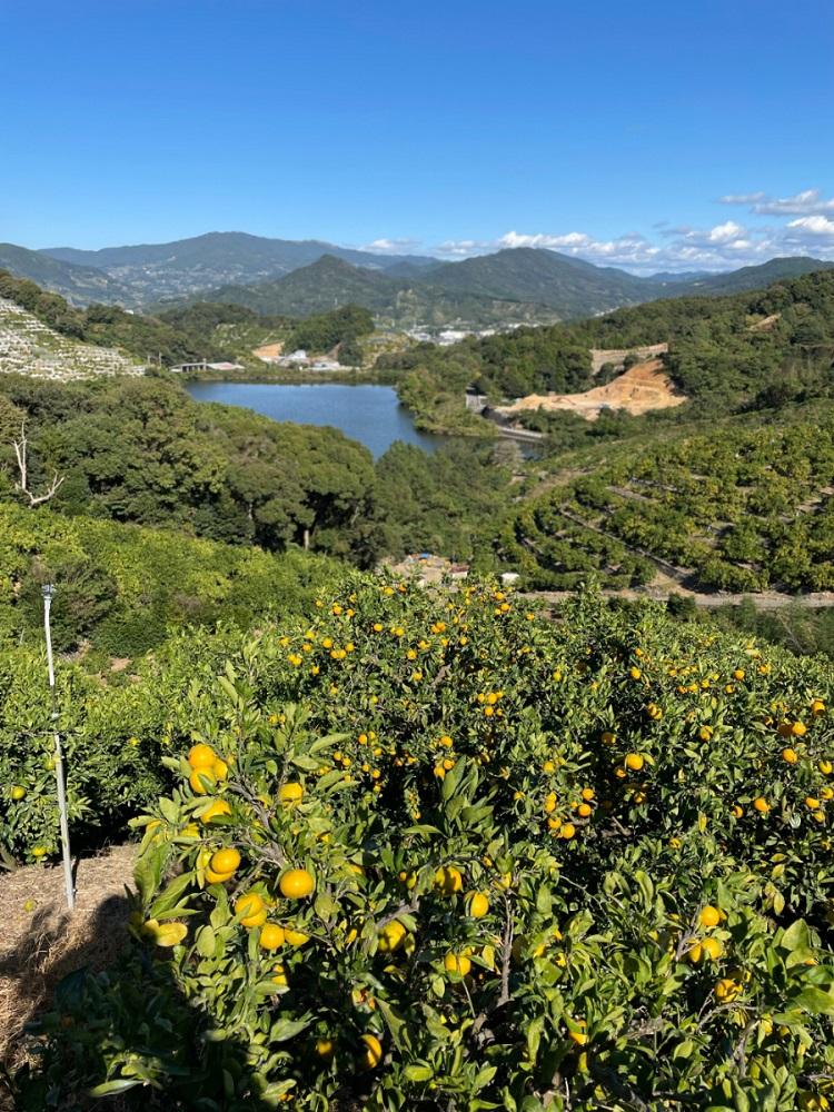 ［秀品・サイズMIX］まる隆果樹園　和歌山有田産！早生みかん≪5kg≫［予約販売］［数量限定］