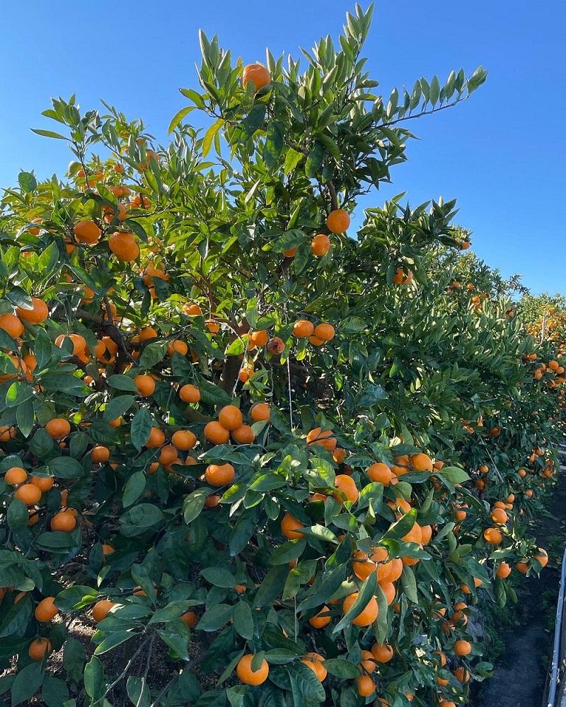 ［ご家庭用・サイズＭ］和歌山有田産！早生みかん≪5kg≫［予約販売］［数量限定］まる隆果樹園