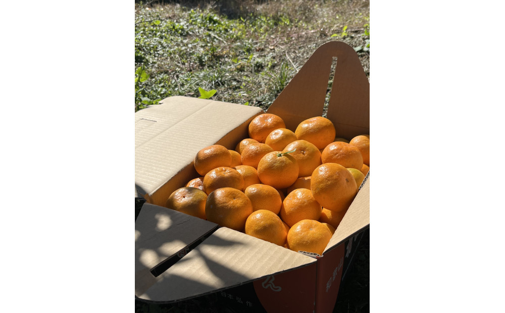 有田みかん M 10kg 贈答用 乳酸菌栽培
