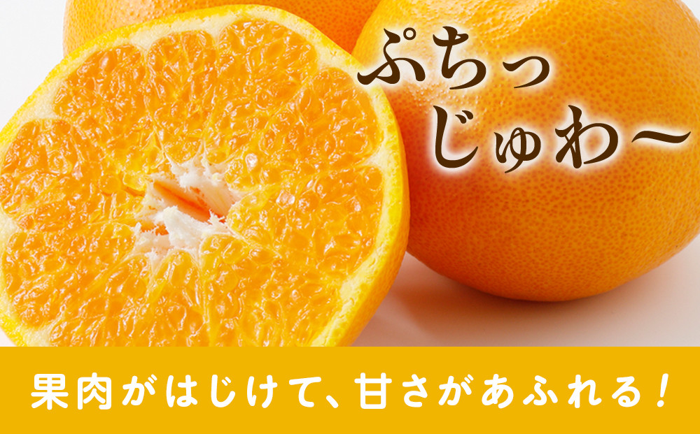 ［先行予約］家庭用 はるみ2.5kg+250g（傷み補償分）［デコポンの姉妹品種・新食感春みかん］［わけあり・訳あり］