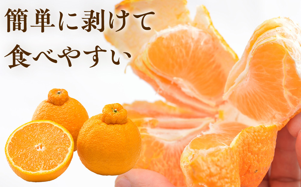 ［先行予約］家庭用 不知火5kg+250g（傷み補償分）［デコポンと同品種・人気の春みかん］［わけあり・訳あり］