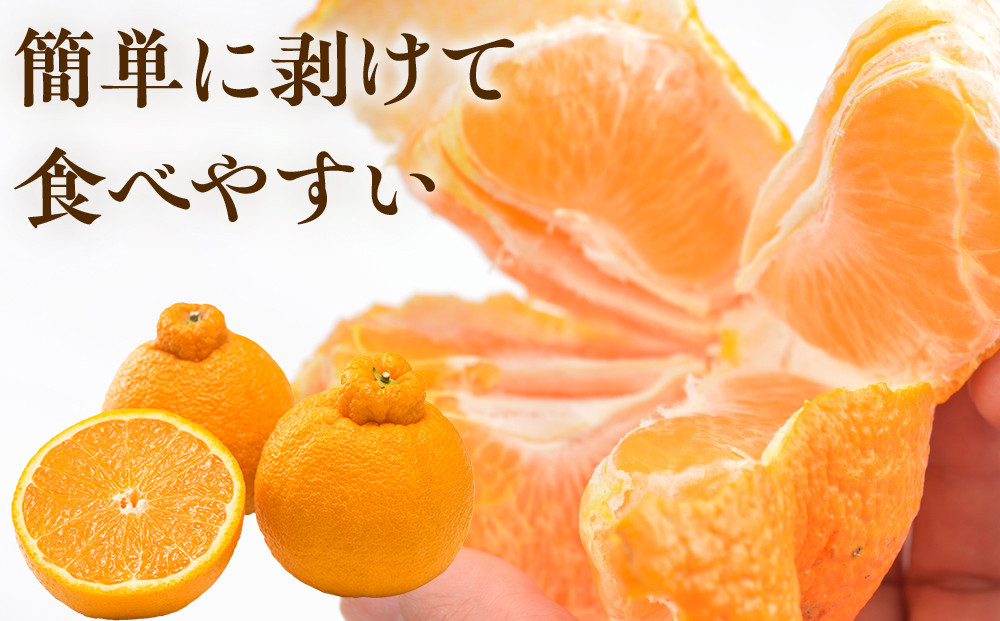 ［先行予約］厳選 不知火5kg+250g（傷み補償分）［デコポンと同品種・人気の春みかん］