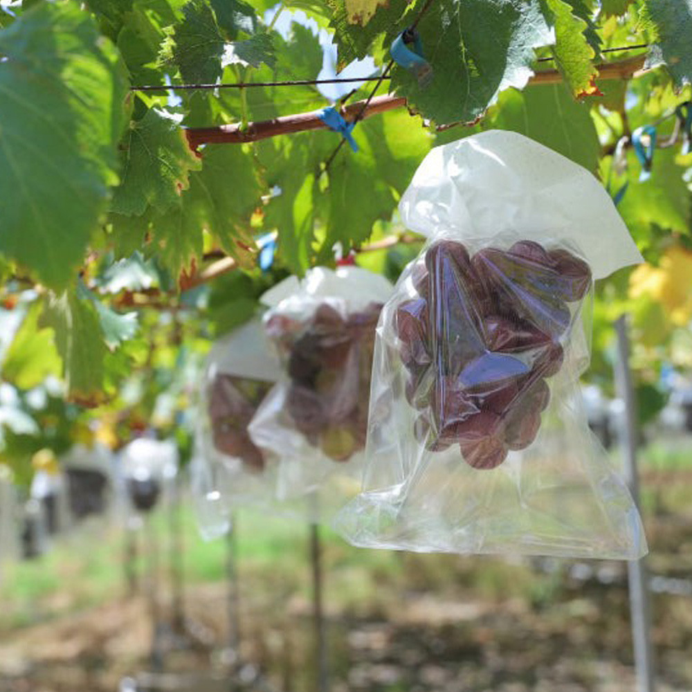 ［先行予約］巨峰 約1kg［朝採り］［葡萄・ぶどう］［種なしブドウ］［フルーツ・果物］［2026年8月下旬頃から順次発送］