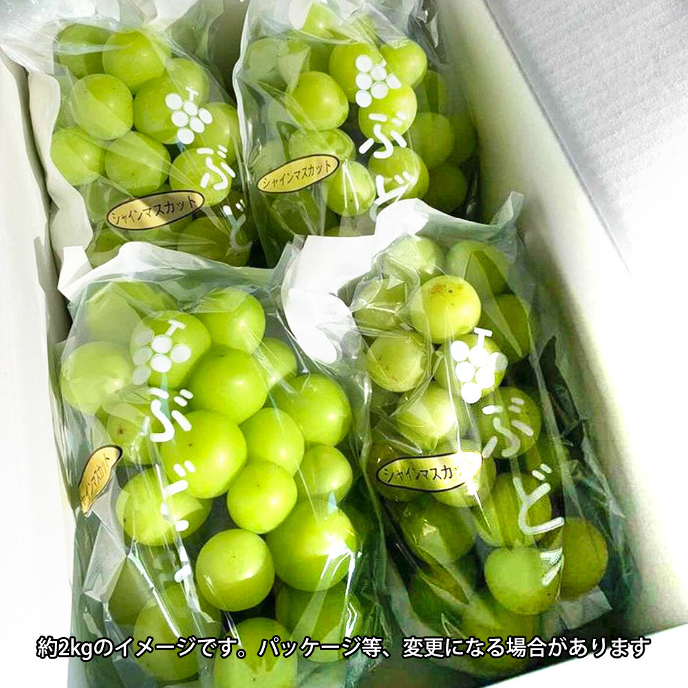 ［先行予約］シャインマスカット 約2kg［朝採り］［フルーツ・果物］［そのまま食べられる］［2026年8月下旬頃から順次発送］