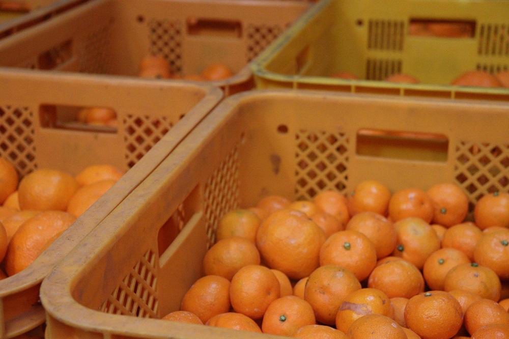 12/23までにご入金確認分は年内発送確定！温州みかん 家庭用 箱込み10kg ( 3Lサイズ以上 ) 大きいミカンが好きな人におすすめ