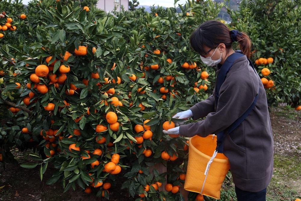 12/23までにご入金確認分は年内発送確定！訳あり温州みかん 家庭用 箱込み 10kg (SMLサイズ混合)