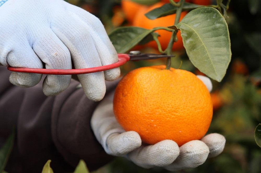 12/25までにご入金確認分は年内発送確定！きれいな温州みかん 箱込み 5kg（SSサイズ指定）小さなミカンが好きな人におすすめ