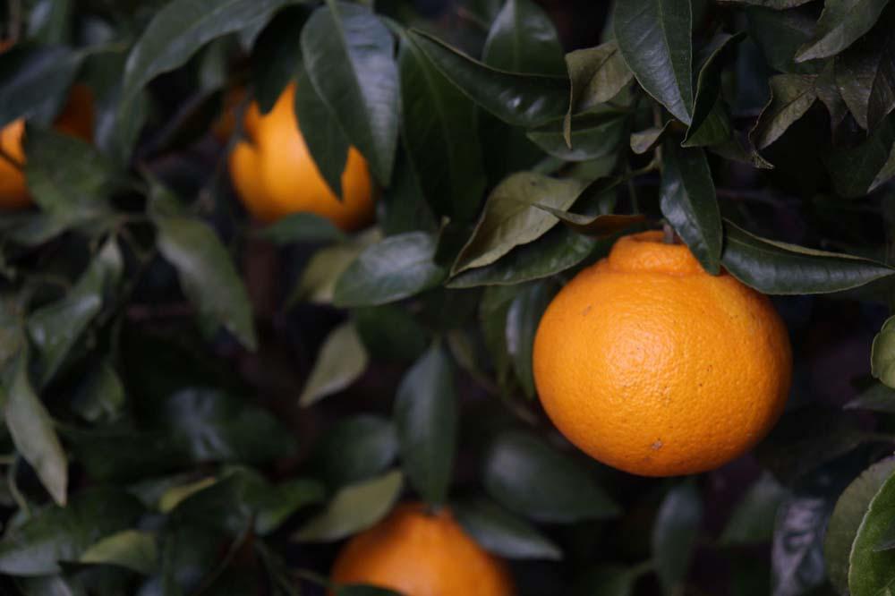 ［2026年3月以降順次発送］数量限定！有田みかんに産地から届く 店主にお任せ 農家直送の無添加の柑橘ジュース＆ジャムセット