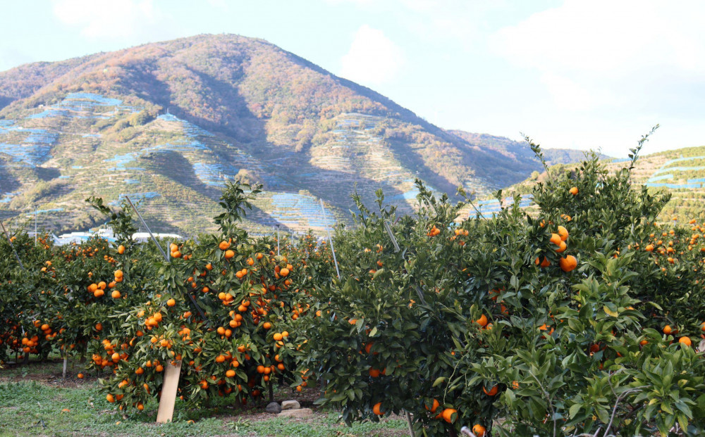 12/24までにご入金確認分は年内発送確定！きれいな温州みかん 寄贈用にお勧め 箱込み 約20kg (S～Lサイズ混合)