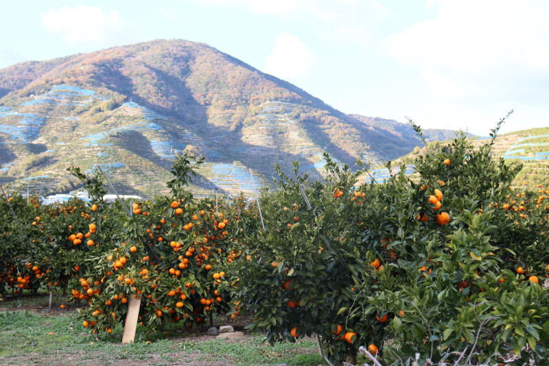 12/25までにご入金確認分は年内発送確定！きれいな温州みかん 寄贈用にお勧め 箱込み 3kg (Sサイズ指定)　秀品