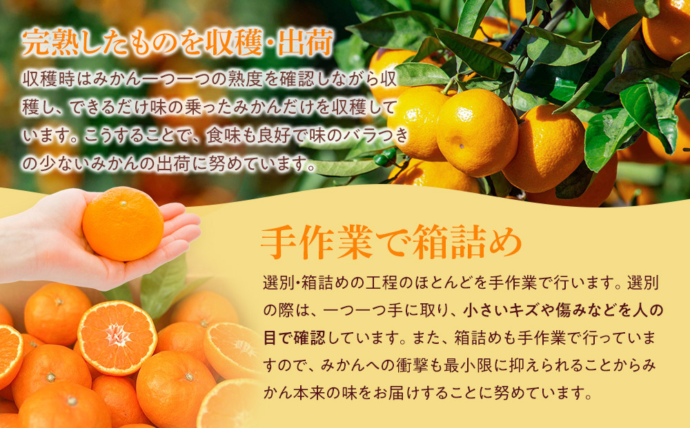 【年内発送指定】 完熟 アルギット みかん 3kg S ～ M サイズ 【発送期間：2025年12月21日～12月30日】 先行予約 みかん 有田みかん 甘い おいしい ジューシー 皮 薄い 完熟 期間限定 フルーツ 果物 人気 おすすめ 高級 こだわり ギフト 旬 お取り寄せ 送料無料 和歌山