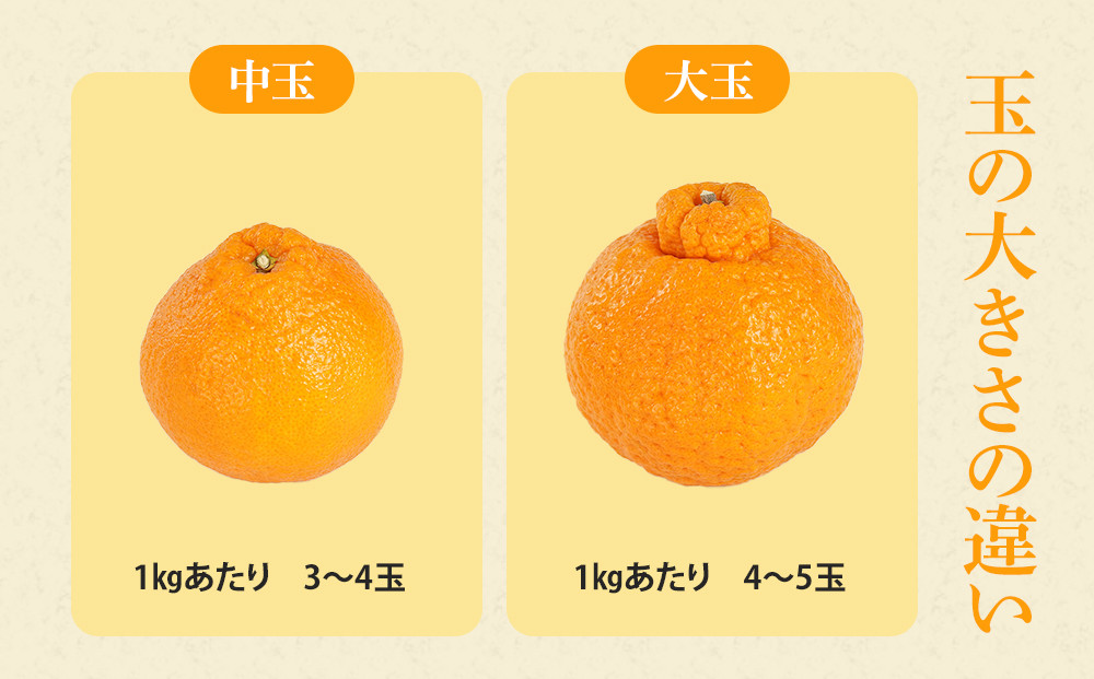 アルギット 不知火 約5kg 大玉 サイズ（15～18玉）| 先行予約 不知火 デコ みかん 甘い おいしい ジューシー 完熟 期間限定 数量限定 フルーツ 果物 柑橘 人気 おすすめ 高級 こだわり ギフト 旬 お取り寄せ 送料無料 和歌山 有田川町