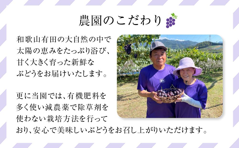 先行予約 和歌山 有田産 2色 ぶどう 詰め合わせ 巨峰 マスカットオブアレキサンドリア［2026年8月下旬以降発送］
