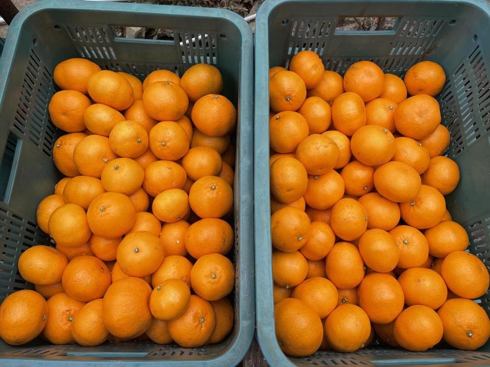 和歌山県産 有田みかん 5kg