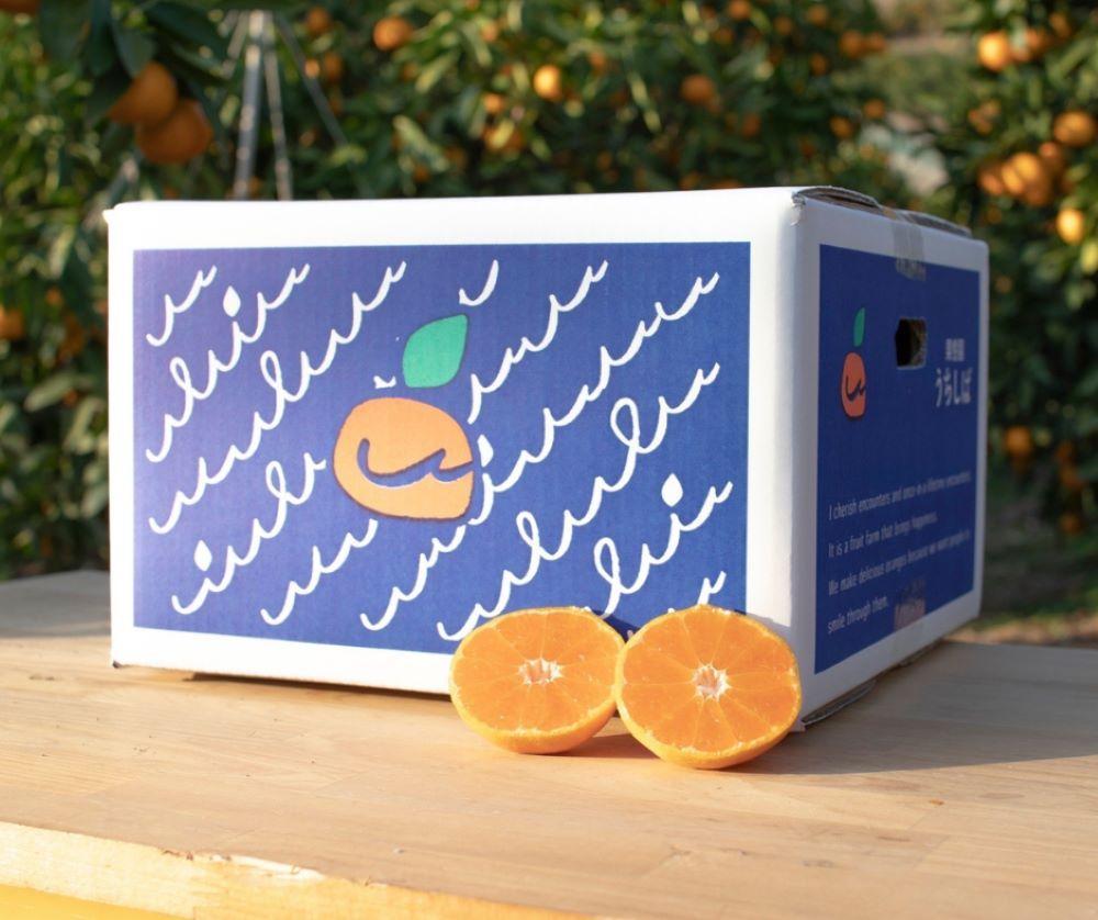 和歌山県産 濃厚な甘さ 有田みかん 5kg 農家直送