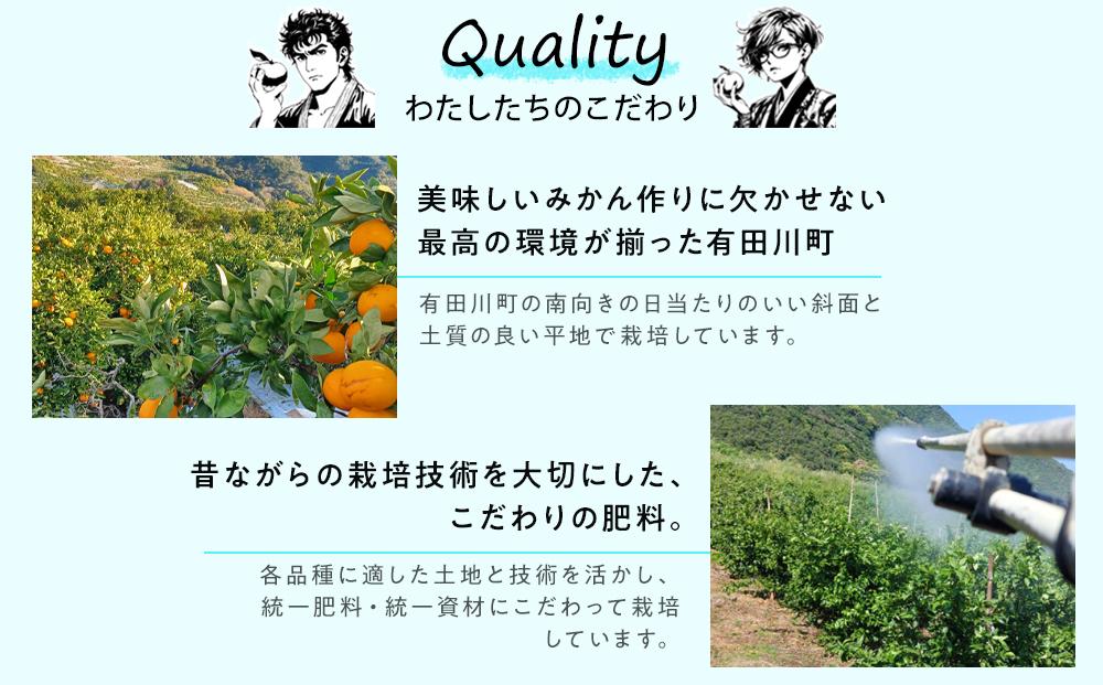先行予約早生みかん 約5kg サイズ混合 和歌山県 有田みかん  2025年11月中旬頃発送